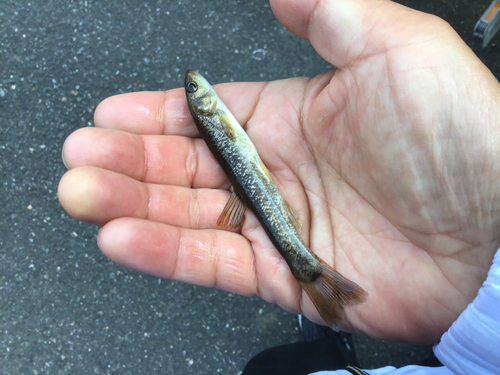 アブラハヤの釣果