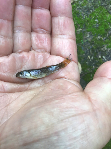 アブラハヤの釣果