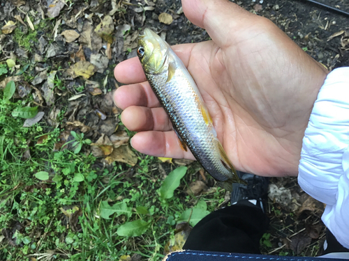 カワムツの釣果