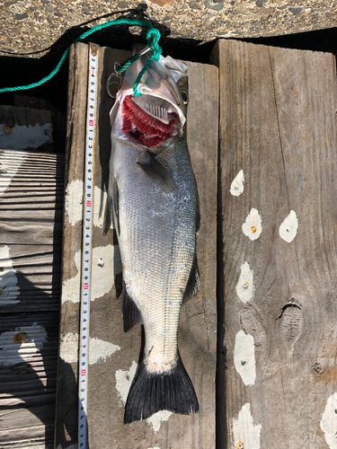 スズキの釣果