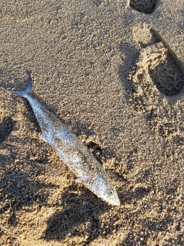 サゴシの釣果