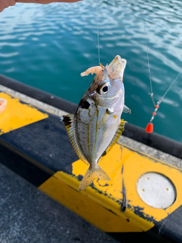 ヒイラギの釣果