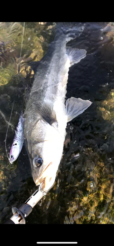 スズキの釣果