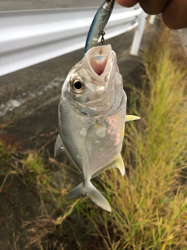 ロウニンアジの釣果