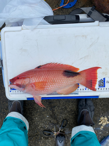 キツネベラの釣果