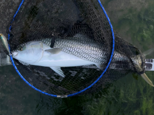 ワラサの釣果