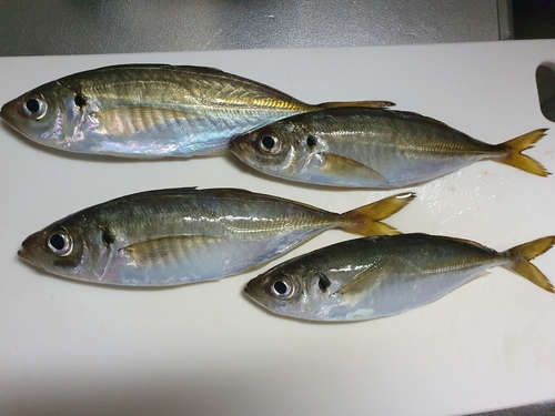 アジの釣果