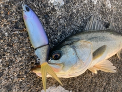 スズキの釣果