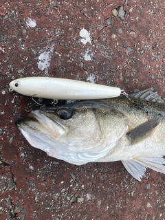 スズキの釣果