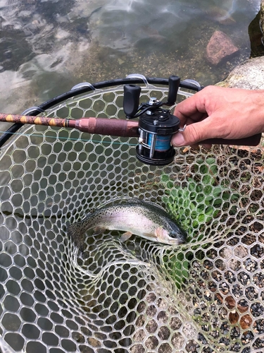 ニジマスの釣果