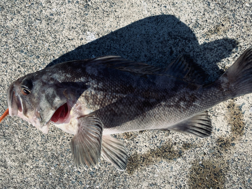 クロソイの釣果