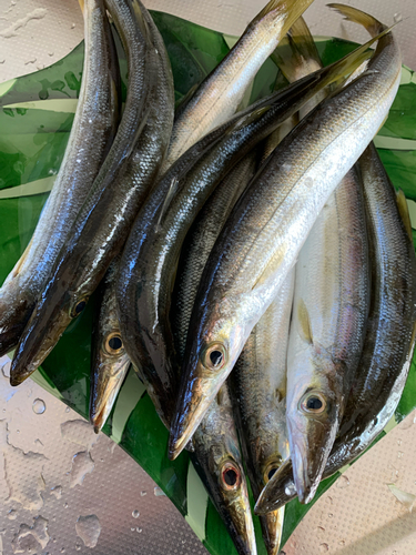 カマスの釣果