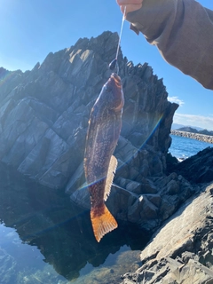 アイナメの釣果