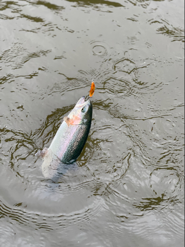 ニジマスの釣果