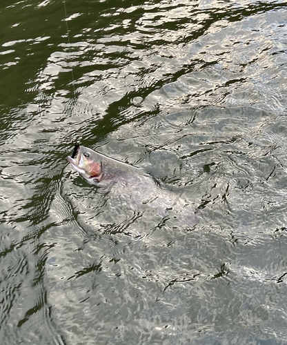 ニジマスの釣果