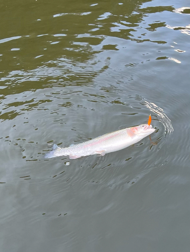 ニジマスの釣果