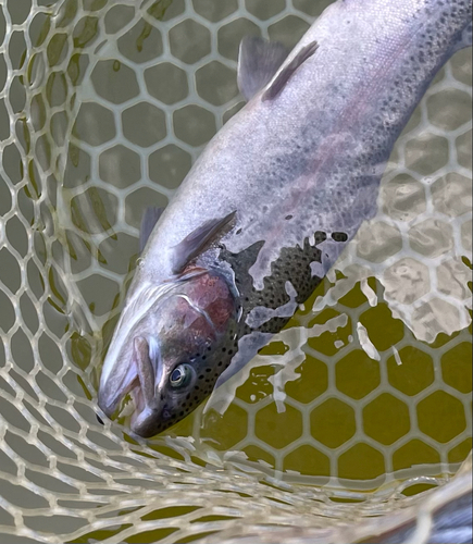 ニジマスの釣果