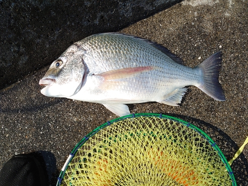 オキナワキチヌの釣果