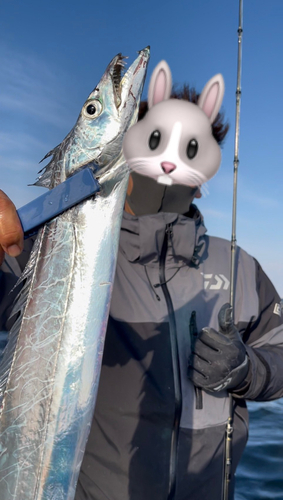 タチウオの釣果