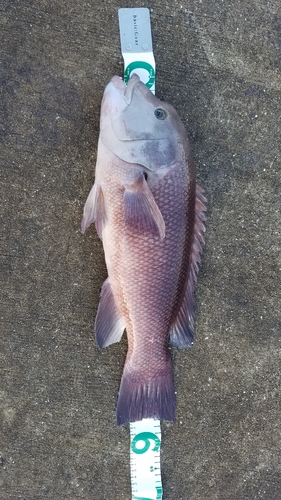 カンダイの釣果