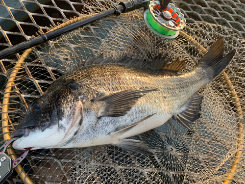 クロダイの釣果