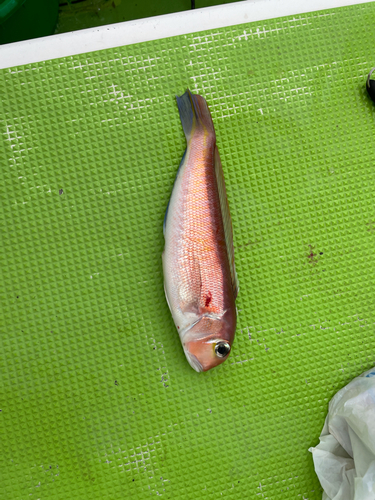 アマダイの釣果