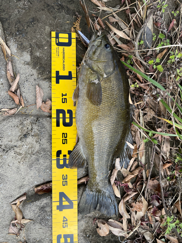 スモールマウスバスの釣果