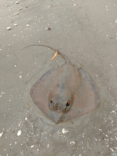 アカエイの釣果