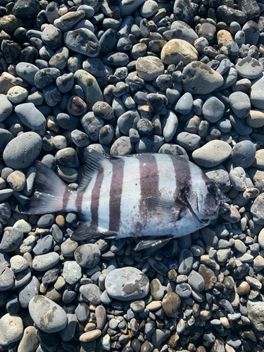 イシダイの釣果