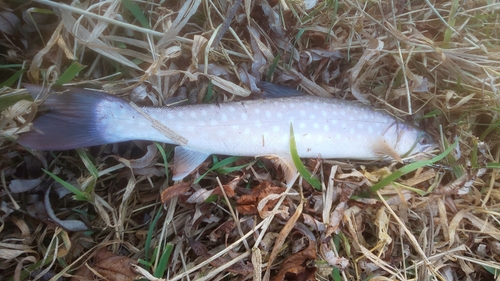 アメマスの釣果