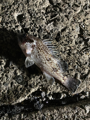 シマゾイの釣果