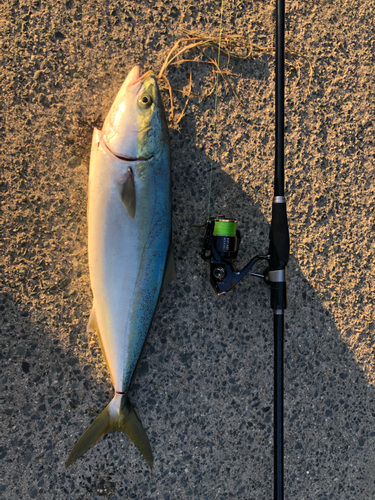 ワラサの釣果