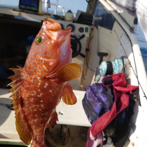 アコウの釣果