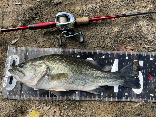 ブラックバスの釣果