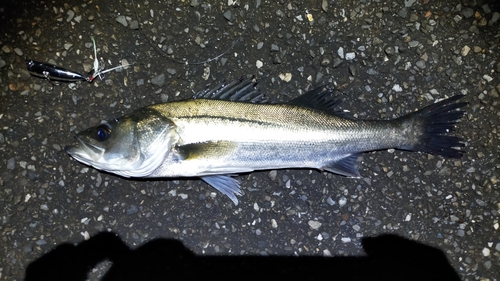 シーバスの釣果