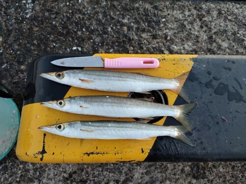 カマスの釣果