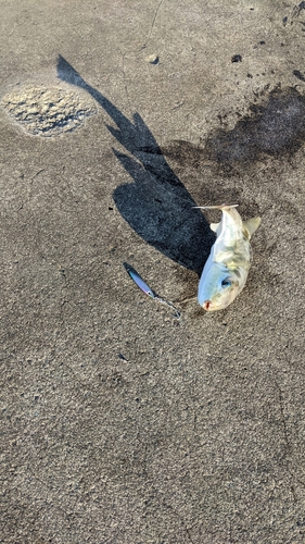 シロサバフグの釣果