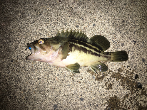 シマソイの釣果