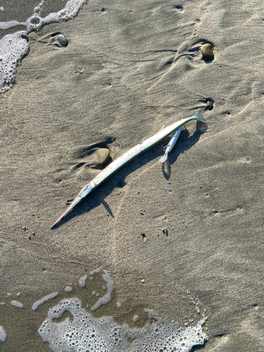 ダツの釣果