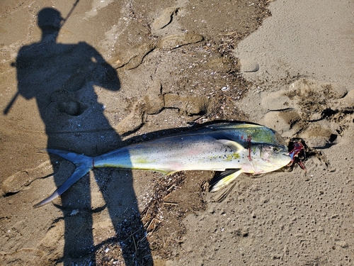 シイラの釣果