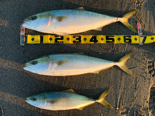 ワラサの釣果