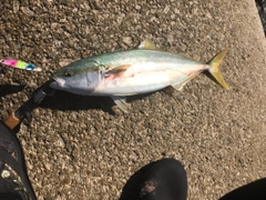 イナダの釣果