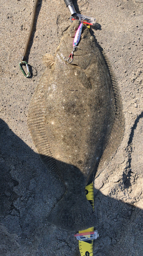 ヒラメの釣果