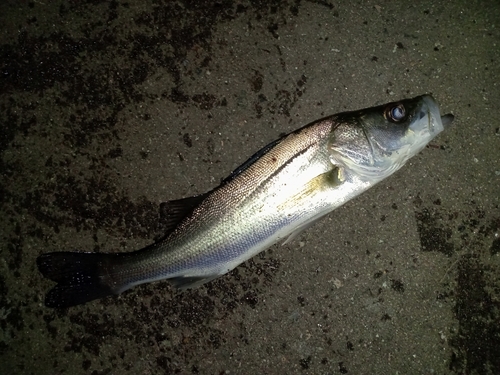 セイゴ（マルスズキ）の釣果