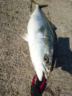 ハマチの釣果