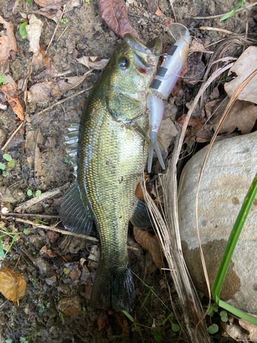 ブラックバスの釣果