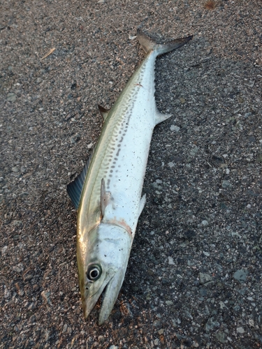 サゴシの釣果