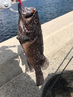 クロソイの釣果