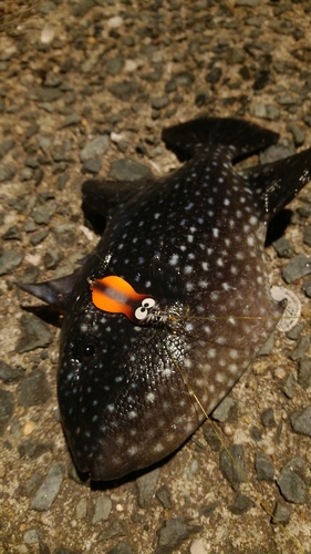 モンガラカワハギの釣果