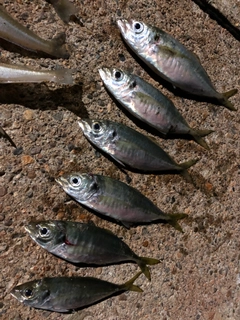 アジの釣果